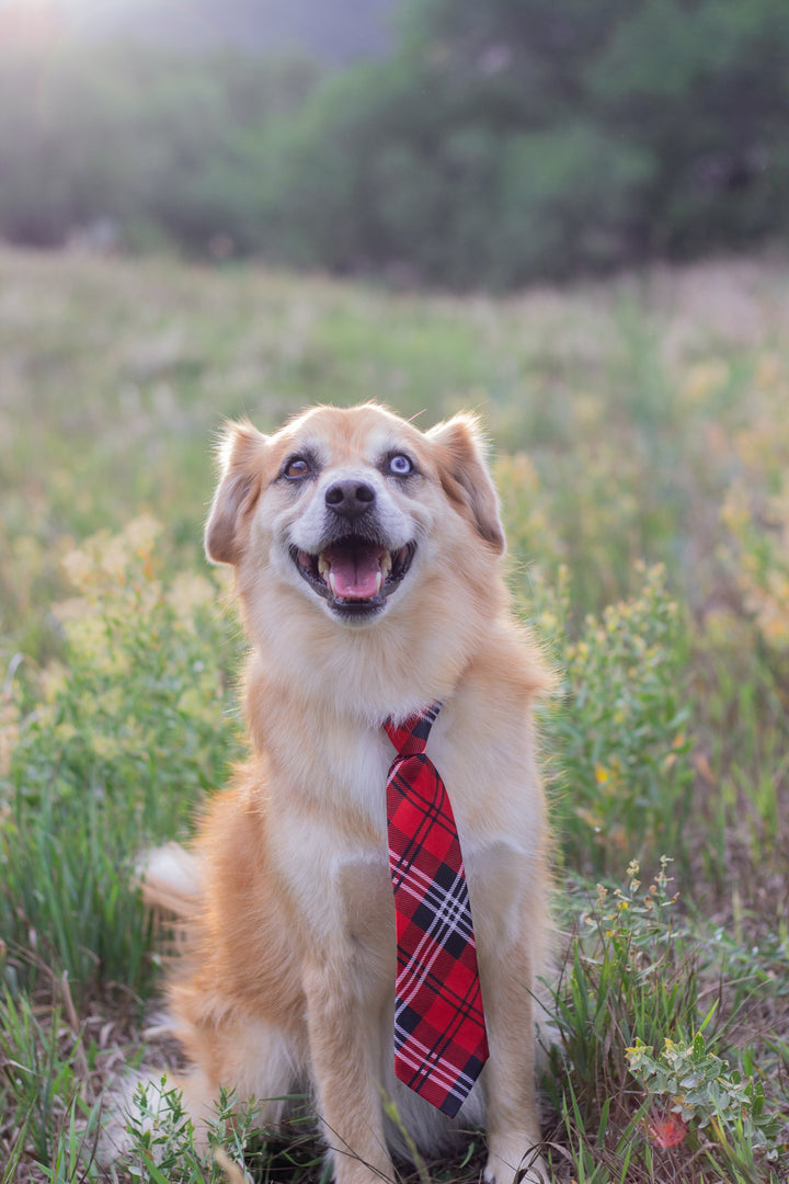 The Ultimate Guide to the Best Eco-Friendly Dog Toys in Australia