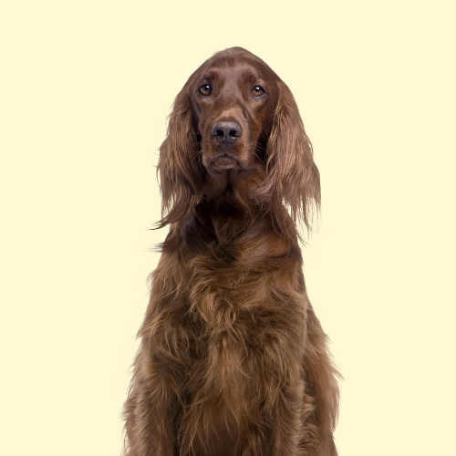 Dog Brushes