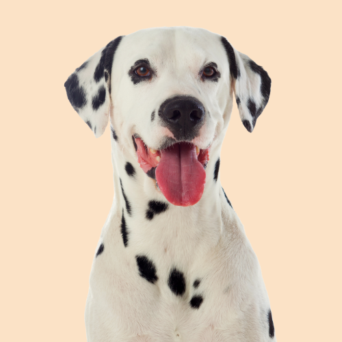 Compostable Dog Poop Bags