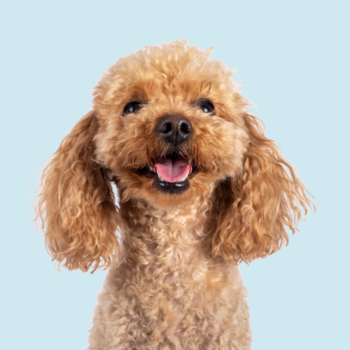 Sustainable Dog Products