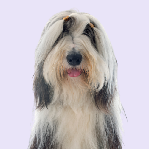 100% Organic Cotton Dog Tees
